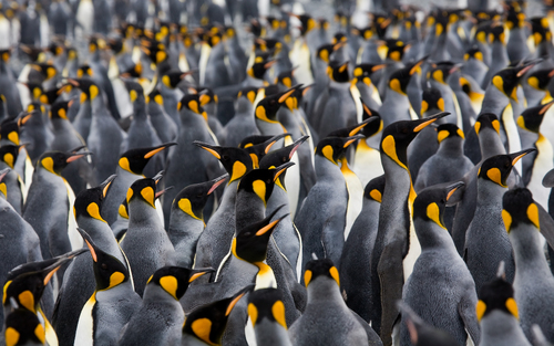 King Penguin Crowd