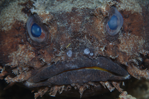 Toadfish Face