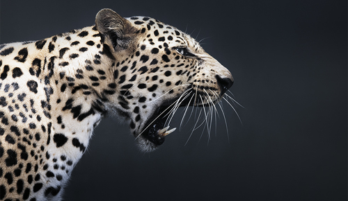 The Roaring Leopard