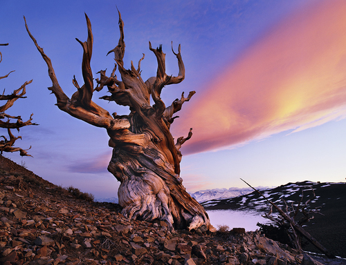 Bristlecone at sunset White Mtns.