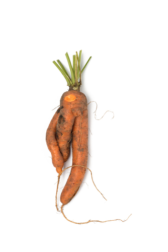 Dancing Carrot