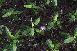 Plantation de bananiers, Colombie Color Awards Winners and Nominees