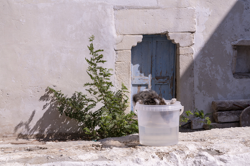 Chat à Naxos