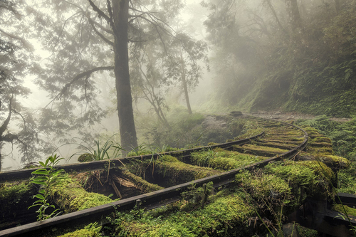 The magical tracks of the misty forest