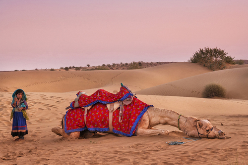 The Weary Camel and Gypsy Girl at Dust Jaisalmer