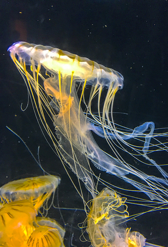 Waltz of the Jellyfish