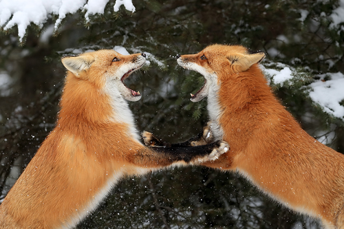 Fighting Fox
