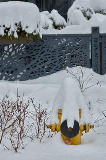 Don't Eat the Yellow Snow Color Awards Winners and Nominees