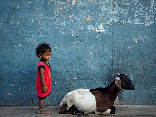 A child with goat A child with goat