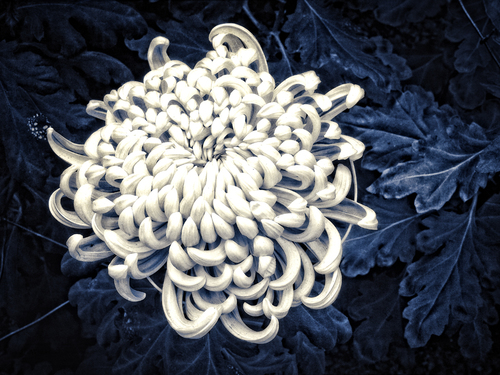 Blue Velvet Chrysanthemin