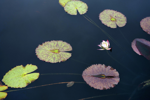 Autumn water lilies