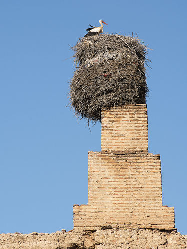 Moroccan Stork