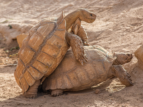 African Spurred Tortoises mating