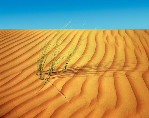 Sand Grass