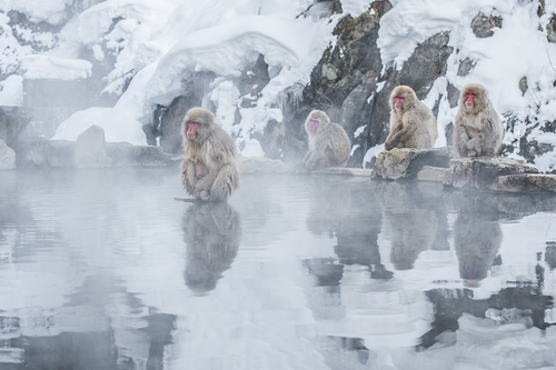 RED FACE SNOW MONKEYS
