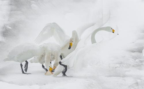 Swans in a snow fighting