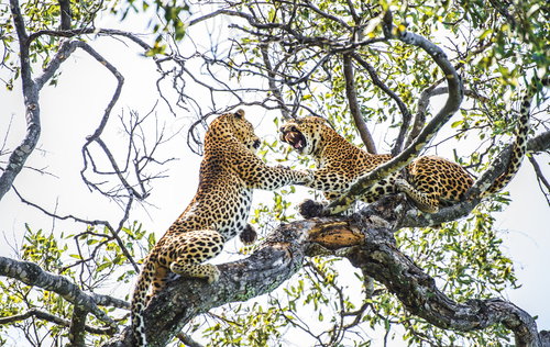 Leopards fighting for territory