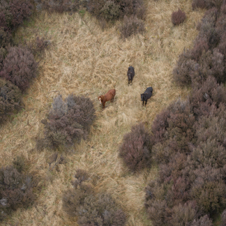 Kaimanawa Wild Horses Color Awards Winners and Nominees