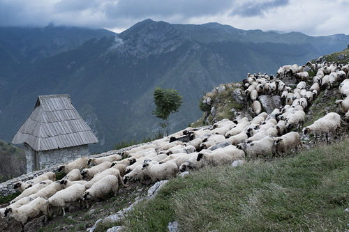 Sheep of Lukomir