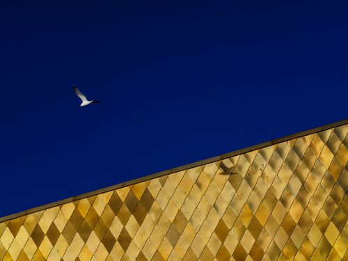 Gold Wall Seagull