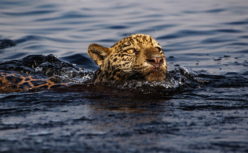 Jaguar in the water