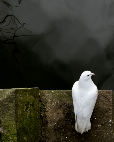 Pondering Dove