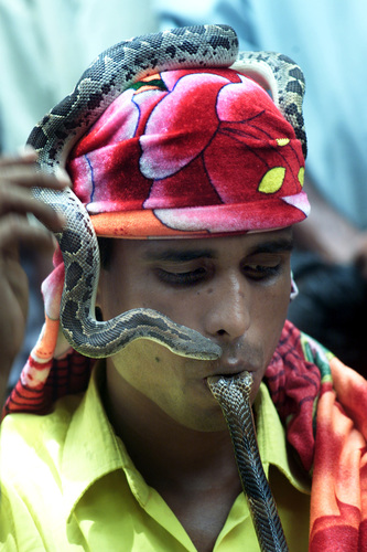 Snake Charmer 