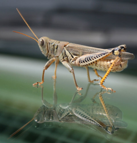 Grasshopper Watching Reflection