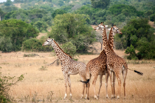 Endangered Giraffes of Tanzania