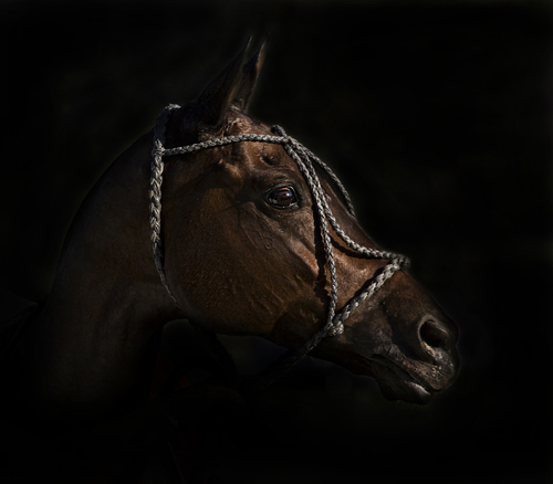 Polo Pony Portrait
