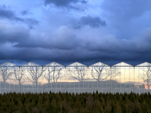 Greenhouse reflections