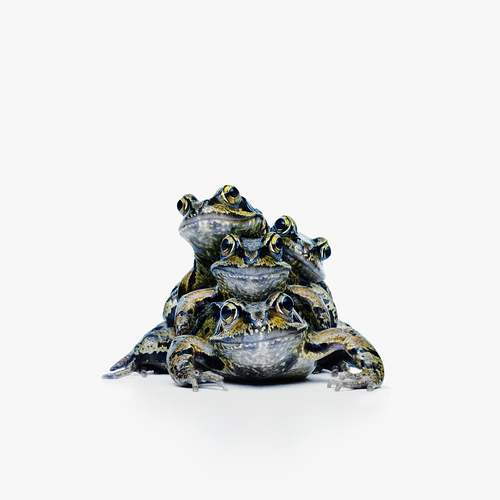 frog stack