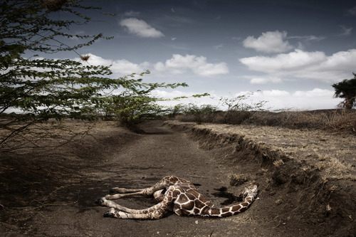 Drought in Kenya (1)