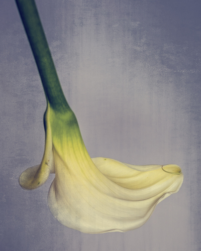 Arum lily 2