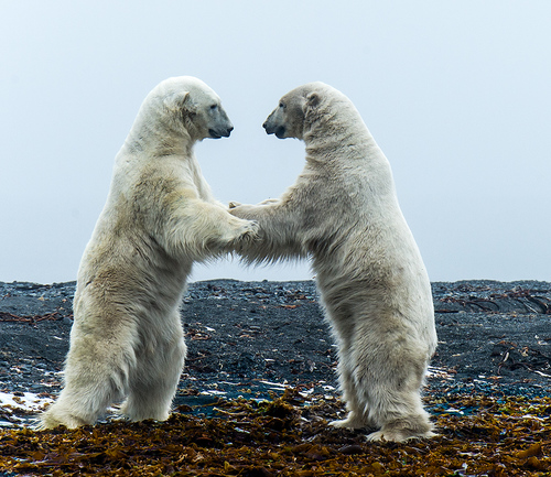 Dancing Bears