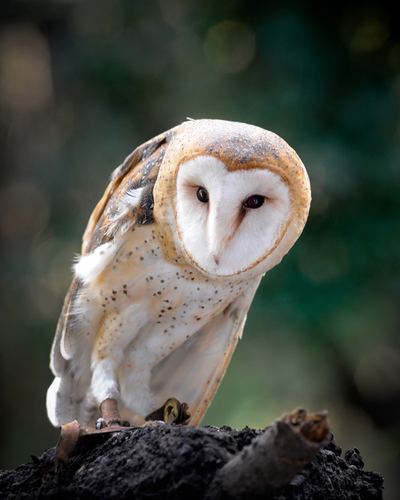 Owl, Sulpher Creek Nature Center, Hayward