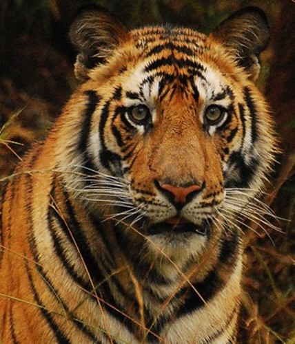 Royal Bengal Tiger, Bandhavgarh, India