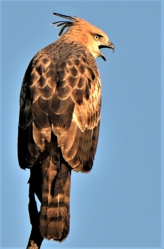 Changeable Hawk Eagle, Satpura, India