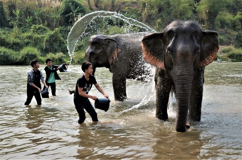 Bathing the Elephants! Bathing the Elephants!
