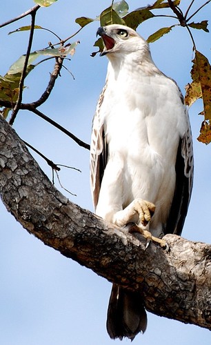 Changeable Hawk Eagle, Rajaji National Park, India