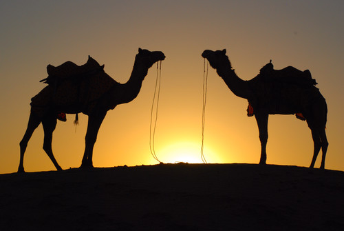 Camels at sunset, Rajasthan, India 