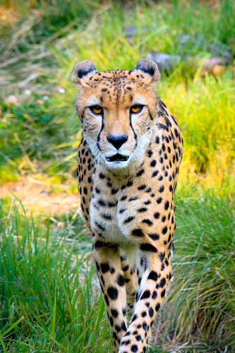 Cheetah Stare Down