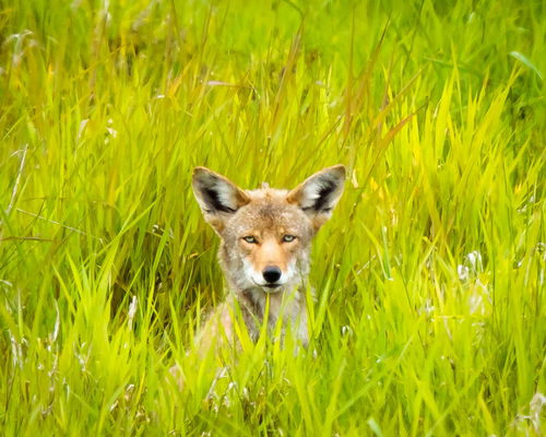 Smiling coyote in the grass