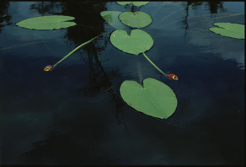 Pond Lilies~Retired