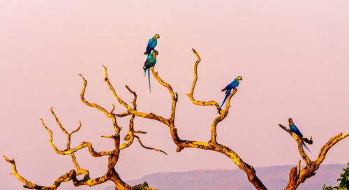 Ara parrots at Lagoa das Araras sunset Argentina