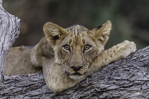 Lion cub rest