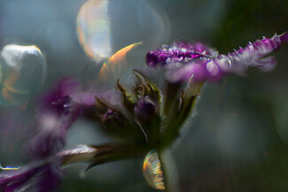 Dark Tales from the Enchanted Forest Color Awards Winners and Nominees