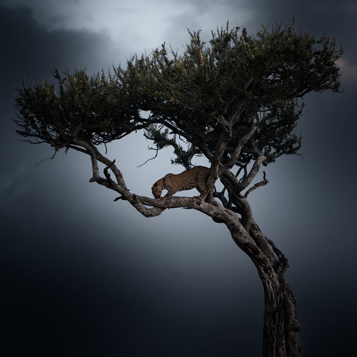 Tree leopard
