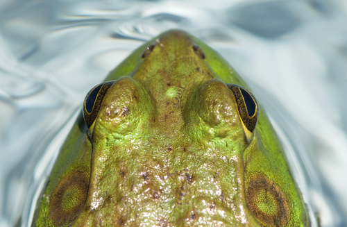 Frog From Above