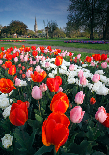 Salisbury tulips 